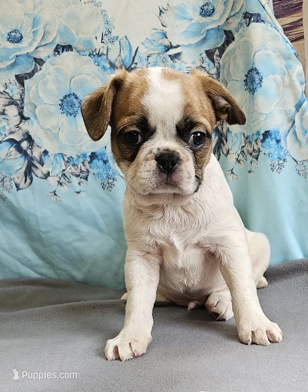 Oscar Pie – French Bulldog, Cavalier King Charles Spaniel puppy for sale in Clyde, NY