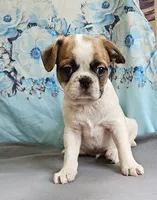 Oscar Pie, a male French Bulldog and Cavalier King Charles Spaniel for sale in Clyde, NY – 1 of 2