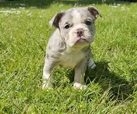 Merle Tri Boy, a male English Bulldog and French Bulldog for sale in Clyde, NY – 2 of 9
