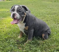 Big Bubba, a male English Bulldog and French Bulldog for sale in Clyde, NY – 5 of 5