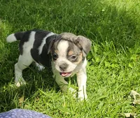 Spot, a male English Bulldog and French Bulldog for sale in Clyde, NY – 8 of 9