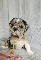 Perfect Mini Bulldog, a female English Bulldog and French Bulldog for sale in Clyde, NY – 6 of 7