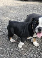 Freelance White Paw, a female English Bulldog and French Bulldog for sale in Clyde, NY – 2 of 4