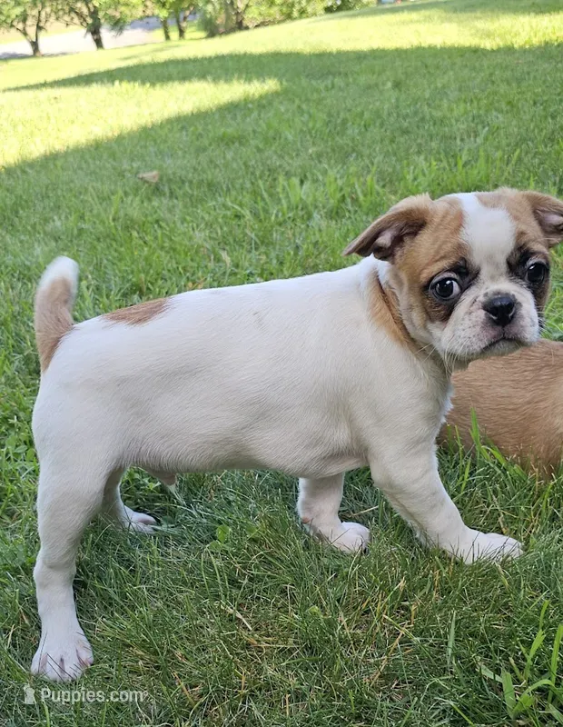 Oscar Pie – French Bulldog, Cavalier King Charles Spaniel puppy for sale in Clyde, NY