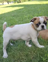 Oscar Pie, a male French Bulldog and Cavalier King Charles Spaniel for sale in Clyde, NY – 2 of 9