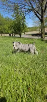 Merle Tri Boy, a male English Bulldog and French Bulldog for sale in Clyde, NY – 4 of 9