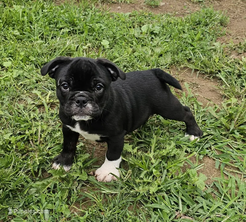 SALE! Mini Dolly Dimples – English Bulldog, French Bulldog puppy for sale in Clyde, NY