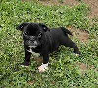 SALE! Mini Dolly Dimples, a female English Bulldog and French Bulldog for sale in Clyde, NY – 1 of 8
