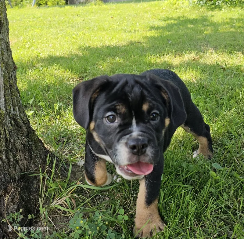 SALE! Dynamo – English Bulldog, French Bulldog puppy for sale in Clyde, NY