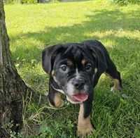 SALE! Dynamo, a male English Bulldog and French Bulldog for sale in Clyde, NY – 1 of 8