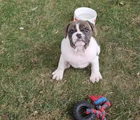 Rollo, a male English Bulldog and French Bulldog for sale in Clyde, NY – 3 of 8