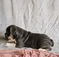 Freelance Blue Girl, a female English Bulldog and French Bulldog for sale in Clyde, NY – 4 of 6