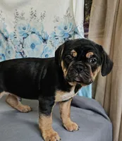 Modge, a male French Bulldog and Cavalier King Charles Spaniel for sale in Clyde, NY – 4 of 8