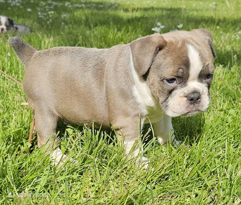 Seal Color Girl – English Bulldog, French Bulldog puppy for sale in Clyde, NY