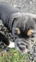 Freelance Blue Girl, a female English Bulldog and French Bulldog for sale in Clyde, NY – 2 of 6