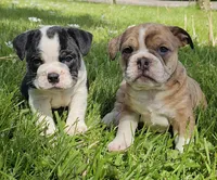 Seal Merle Boy , a male English Bulldog and French Bulldog for sale in Clyde, NY – 4 of 9