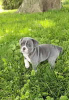 True Blue, a male English Bulldog and French Bulldog for sale in Clyde, NY – 6 of 7