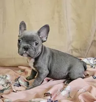 Blue Brindle, a female French Bulldog for sale in Clyde, NY – Photo 1 of 5