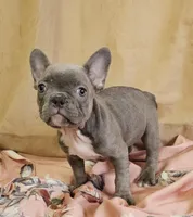 Blue Brindle, a female French Bulldog for sale in Clyde, NY – Photo 3 of 5