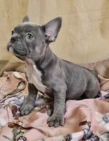Blue Brindle, a female French Bulldog for sale in Clyde, NY – Photo 5 of 5