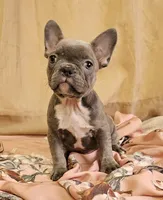 Blue Brindle, a female French Bulldog for sale in Clyde, NY – Photo 2 of 5