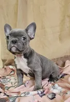 Blue Brindle, a female French Bulldog for sale in Clyde, NY – Photo 4 of 5