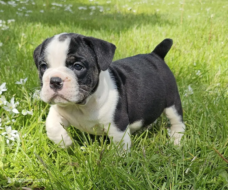 Small Tri Boy – English Bulldog, French Bulldog puppy for sale in Clyde, NY