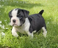 Small Tri Boy, a male English Bulldog and French Bulldog for sale in Clyde, NY – 1 of 9