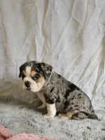Exotic Merle Freelance Bulldog, a female English Bulldog and French Bulldog for sale in Clyde, NY – 8 of 9