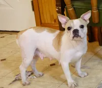 Gold Star Boy, a male English Bulldog and French Bulldog for sale in Clyde, NY – 4 of 7