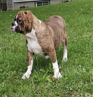 HALF PRICE! Tiger Girl, a male English Bulldog and French Bulldog for sale in Clyde, NY – 10 of 10