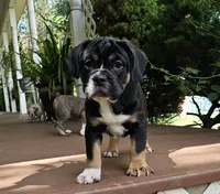 SALE! Dynamo, a male English Bulldog and French Bulldog for sale in Clyde, NY – 2 of 8