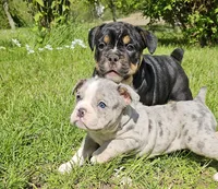 Black Tri Boy, a male English Bulldog and French Bulldog for sale in Clyde, NY – 5 of 5
