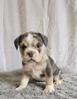 Freelance Blue Bulldog, a male English Bulldog and French Bulldog for sale in Clyde, NY – 3 of 4