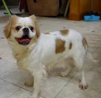 Shelby, a male French Bulldog and Cavalier King Charles Spaniel for sale in Clyde, NY – 9 of 10