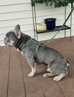 Shelby, a male French Bulldog and Cavalier King Charles Spaniel for sale in Clyde, NY – 10 of 10