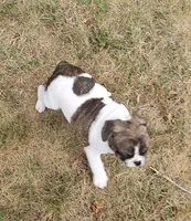 Rollo, a male English Bulldog and French Bulldog for sale in Clyde, NY – 2 of 8