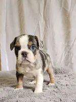 Mini Blue Bulldog, a male English Bulldog and French Bulldog for sale in Clyde, NY – 2 of 5