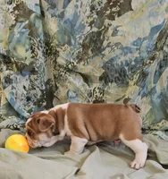 Gold Star Boy, a male English Bulldog and French Bulldog for sale in Clyde, NY – 6 of 7