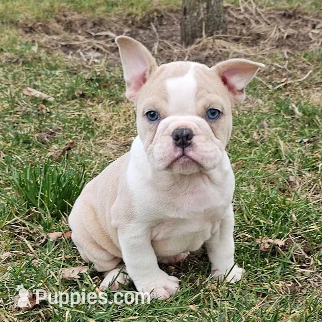 Mini Bulldog Fawn Merle, a female English Bulldog and French Bulldog for sale in Clyde, NY – Photo 1 of 9