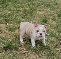 Mini Bulldog Fawn Merle, a female English Bulldog and French Bulldog for sale in Clyde, NY – Photo 3 of 9