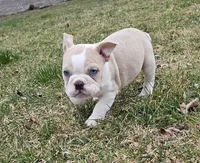 Mini Bulldog Fawn Merle, a female English Bulldog and French Bulldog for sale in Clyde, NY – Photo 8 of 9