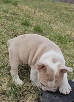 Mini Bulldog Fawn Merle, a female English Bulldog and French Bulldog for sale in Clyde, NY – Photo 4 of 9