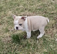 Mini Bulldog Fawn Merle, a female English Bulldog and French Bulldog for sale in Clyde, NY – Photo 5 of 9