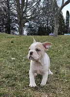 Mini Bulldog Fawn Merle, a female English Bulldog and French Bulldog for sale in Clyde, NY – Photo 7 of 9