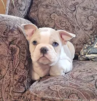 Mini Bulldog Fawn Merle, a female English Bulldog and French Bulldog for sale in Clyde, NY – Photo 2 of 9