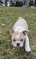 Mini Bulldog Fawn Merle, a female English Bulldog and French Bulldog for sale in Clyde, NY – Photo 6 of 9