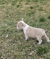 Mini Bulldog Fawn Merle, a female English Bulldog and French Bulldog for sale in Clyde, NY – Photo 9 of 9