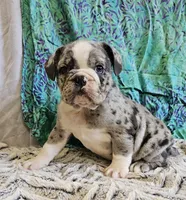 Trento, a male English Bulldog and French Bulldog for sale in Clyde, NY – 3 of 8