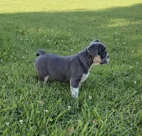 Mini Chunk, a male English Bulldog and French Bulldog for sale in Clyde, NY – 2 of 7